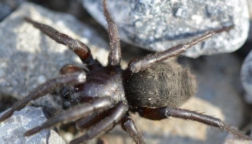 Gnaphosa sp.